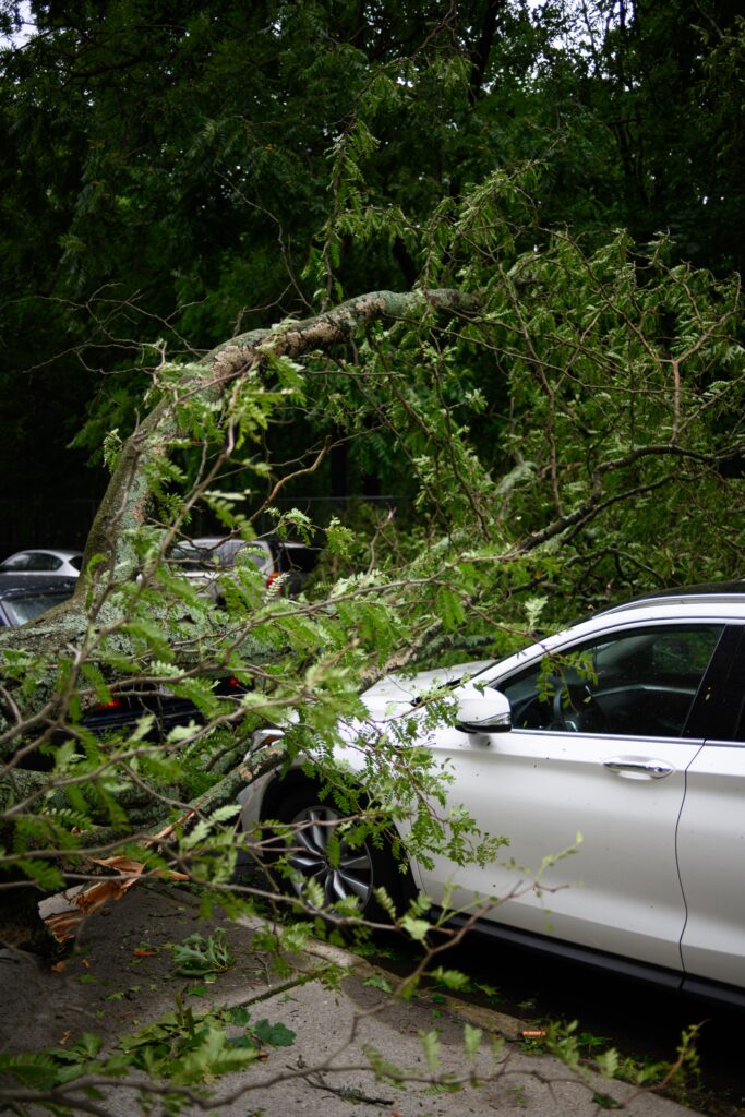 picture of a car accident with a tree fallen on a car
